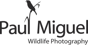 paulmiguelphotography