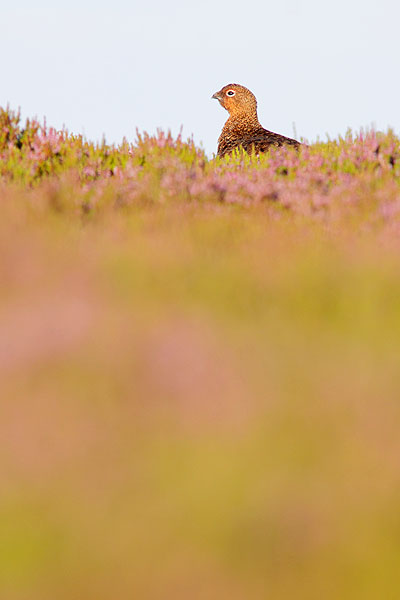 redgrouse01