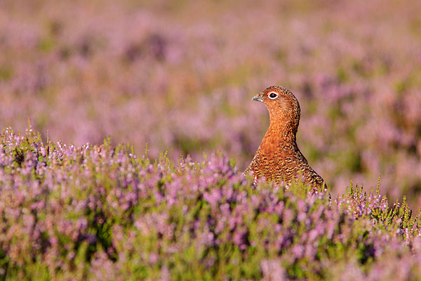 redgrouse02