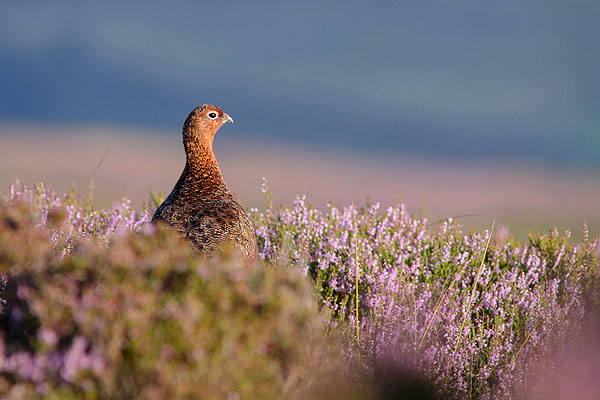 redgrouse03