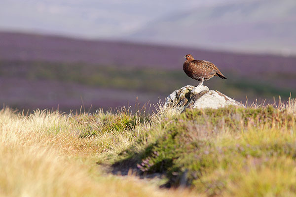 redgrouse05