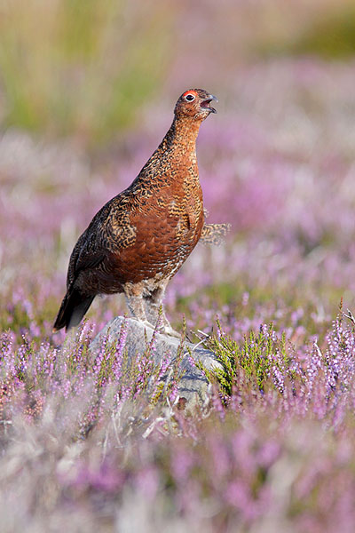 redgrouse06