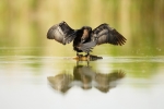 pygmycormorant-2