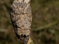 long eared owl photography course