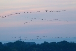 photographing geese flocks