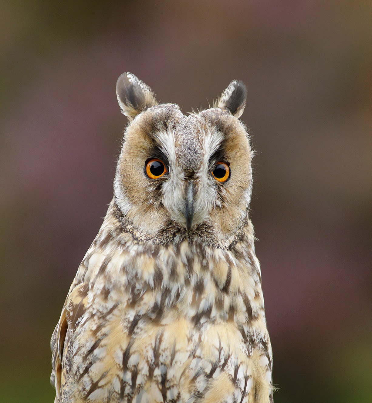 owl photography workshop