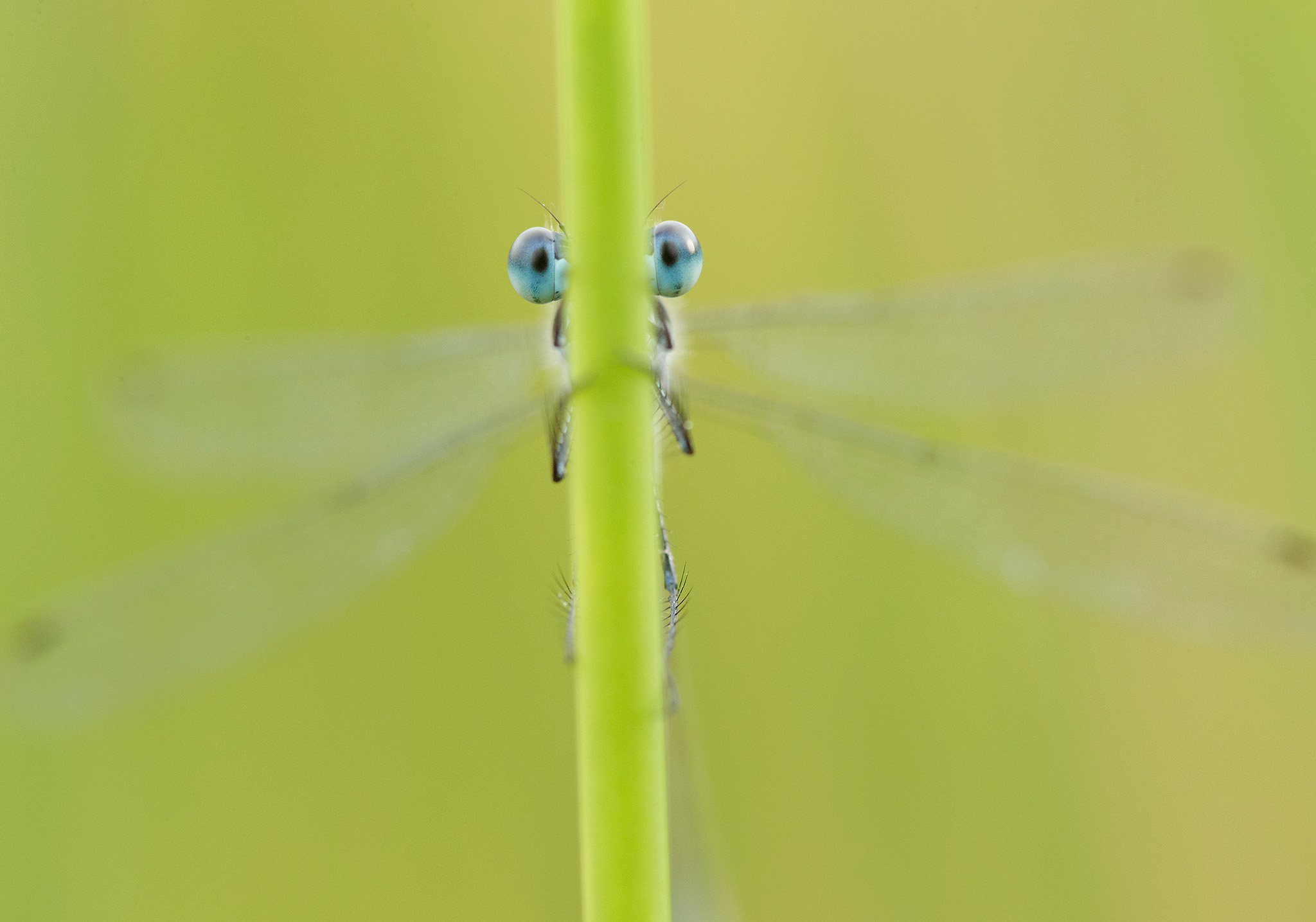 dragonfly photography