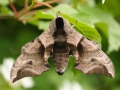 moth photography course