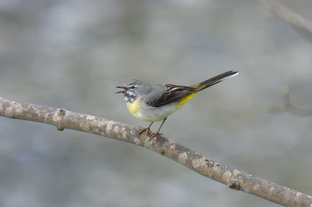 Grey Wagtail (Montacilla cinerea), adult female, singing on branch by upland stream, Gordale Beck, Gordale, Yorkshire Dales N.P., North Yorkshire, England, april