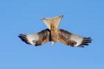 Red Kite (Milvus milvus) adult, in dive, West Yorkshire, England, March