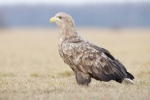 white tailed eagle photography hide