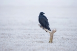 raven photography hide