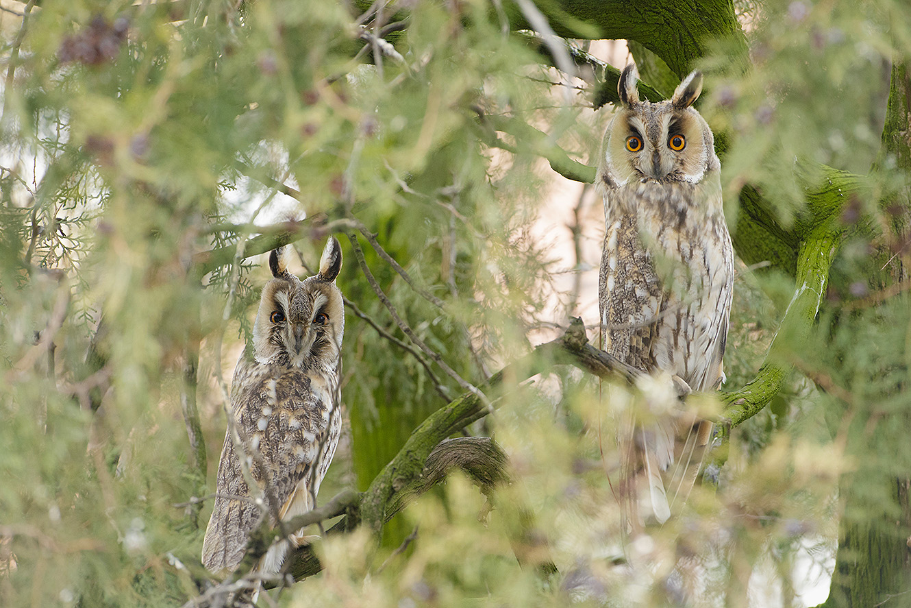 long eared owl photography