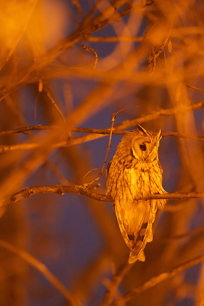 wild owl photography
