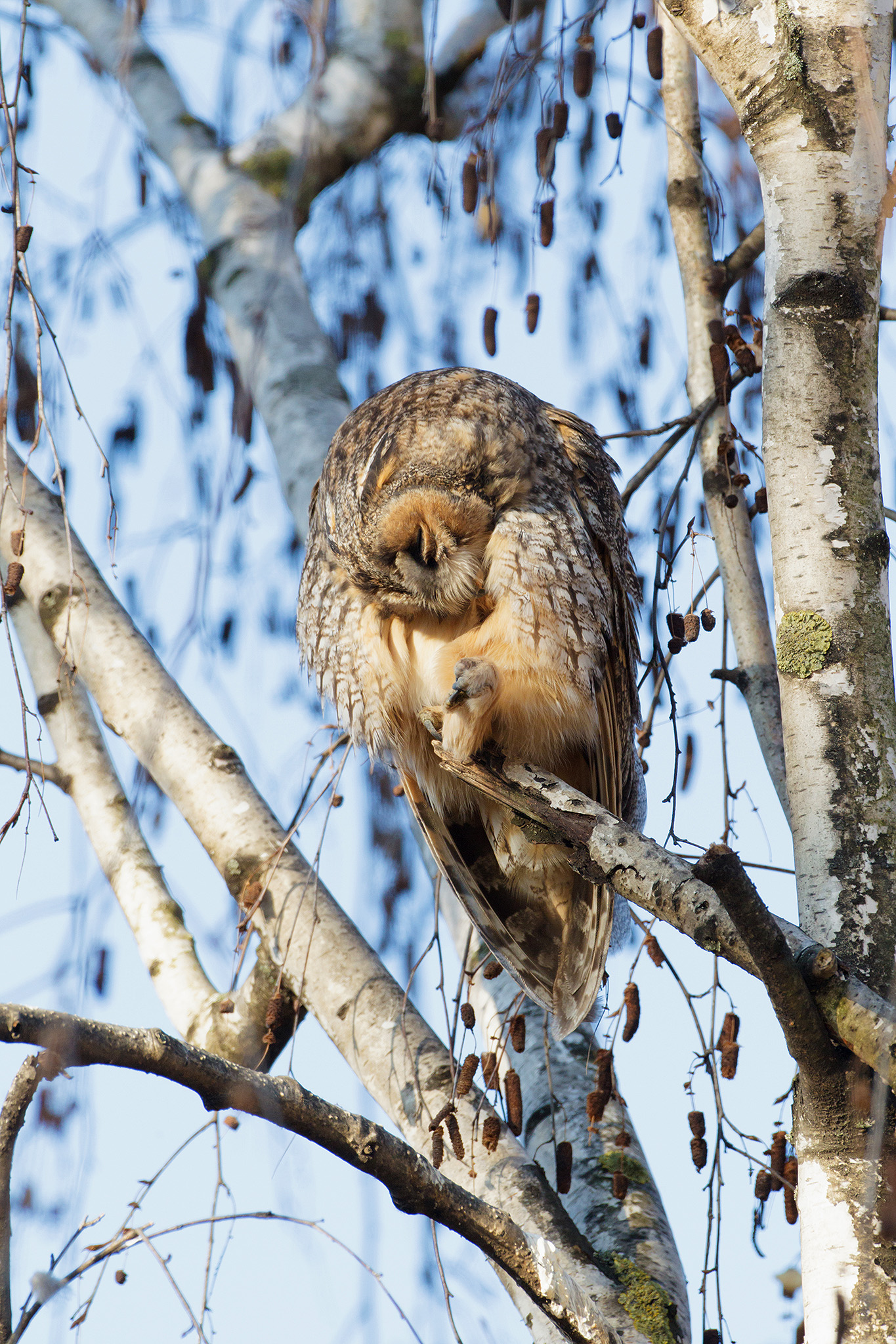 photograph long eared owls