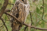 owl photography tour
