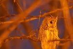 wild owl photography
