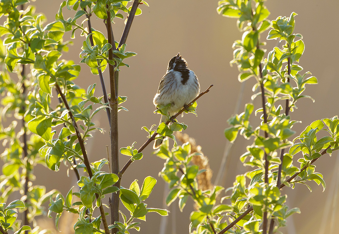 photographing reed buntings