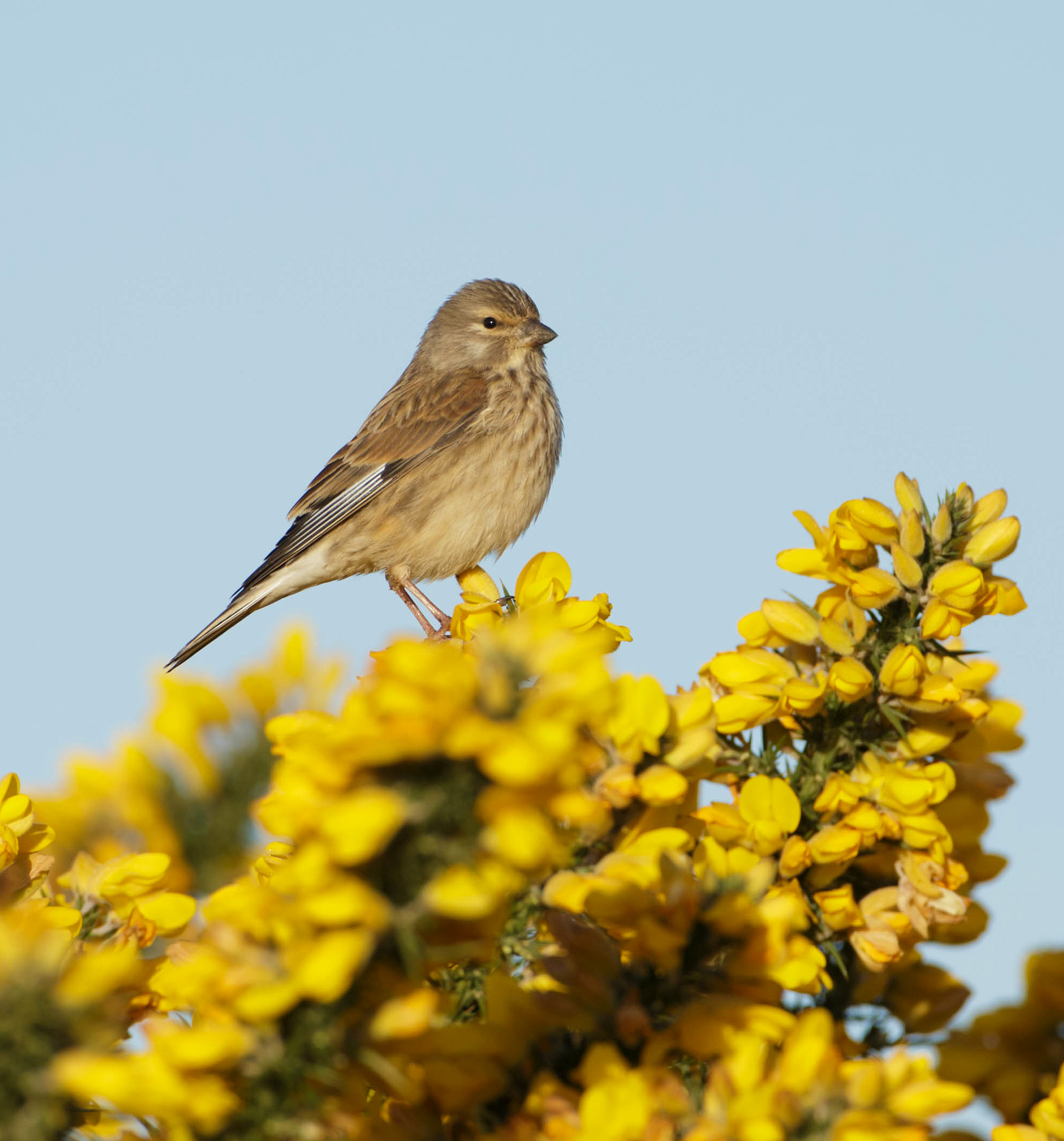 photographing linnets