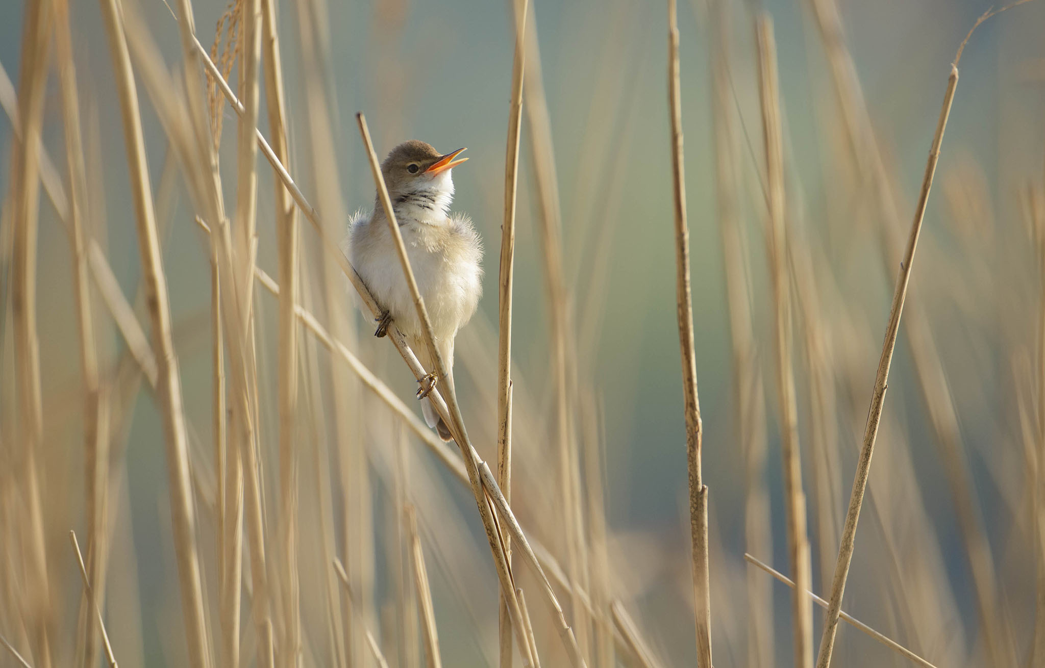 reed warbler photography