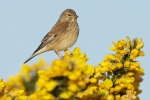 photographing linnets