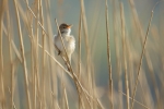 reed warbler photography