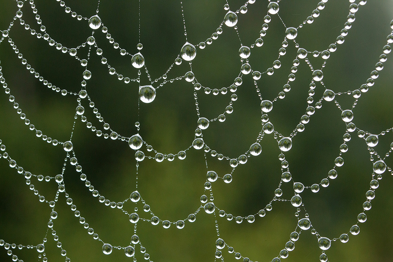 spider webs workshop