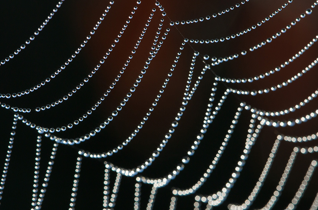 photographing spider webs