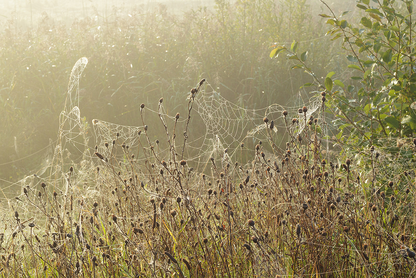 mists and webs photography