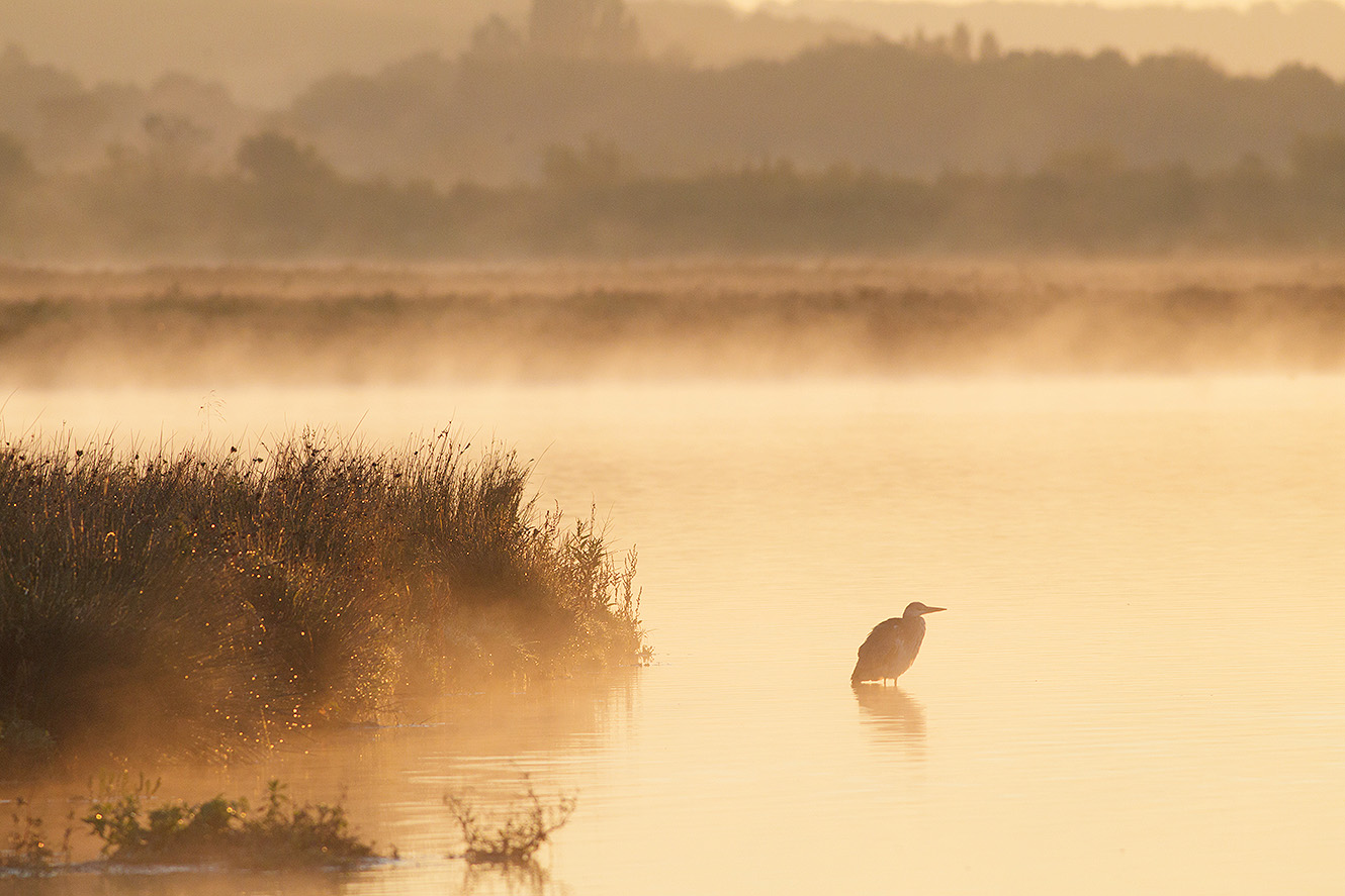 photographing birds in mist