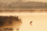 photographing birds in mist